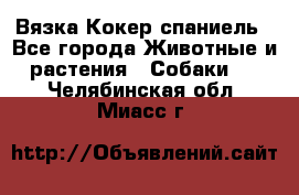 Вязка Кокер спаниель - Все города Животные и растения » Собаки   . Челябинская обл.,Миасс г.